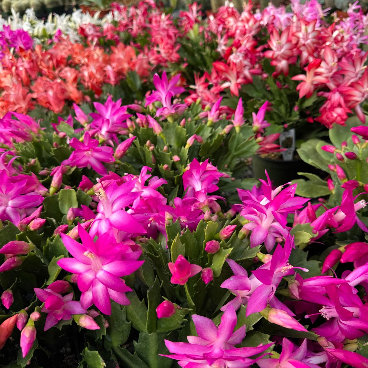 ein wahres Blütenmeer auf dem Blumenmarkt