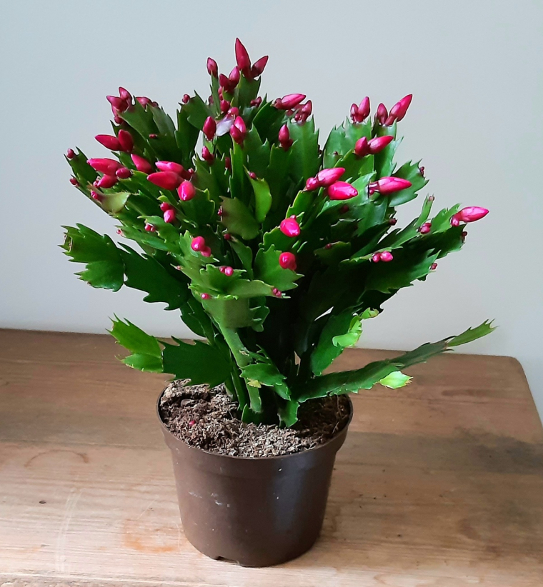 Weihnachtskaktus vor der Blüte drinnen im Haus