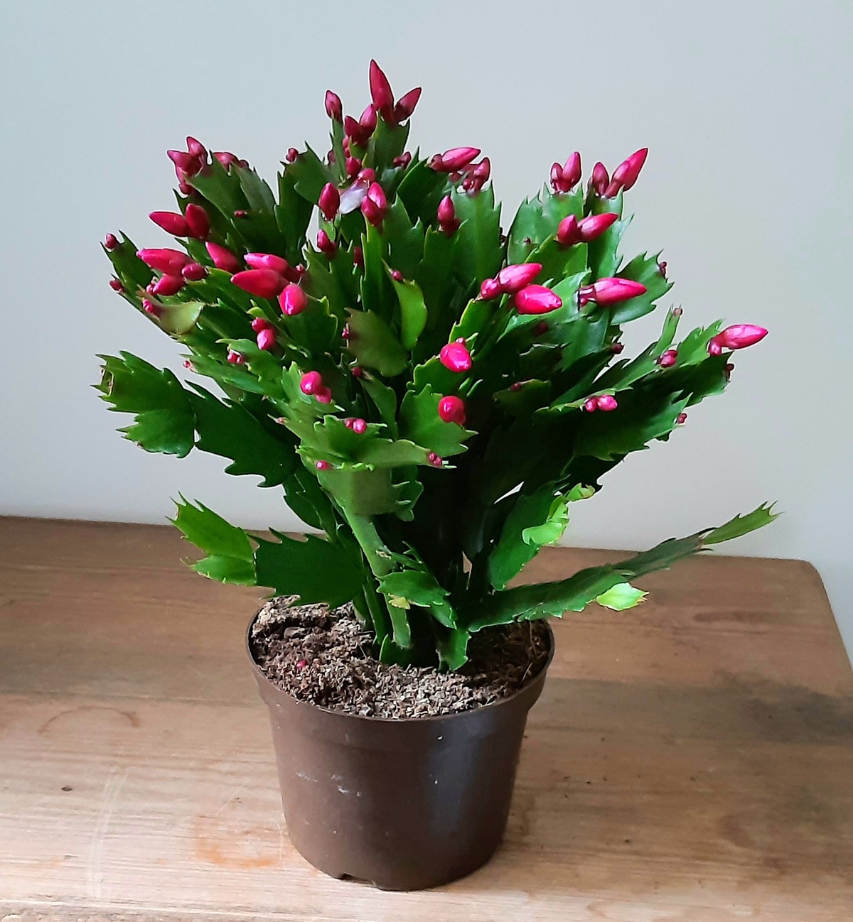 Weihnachtskaktus vor der Blüte drinnen im Haus