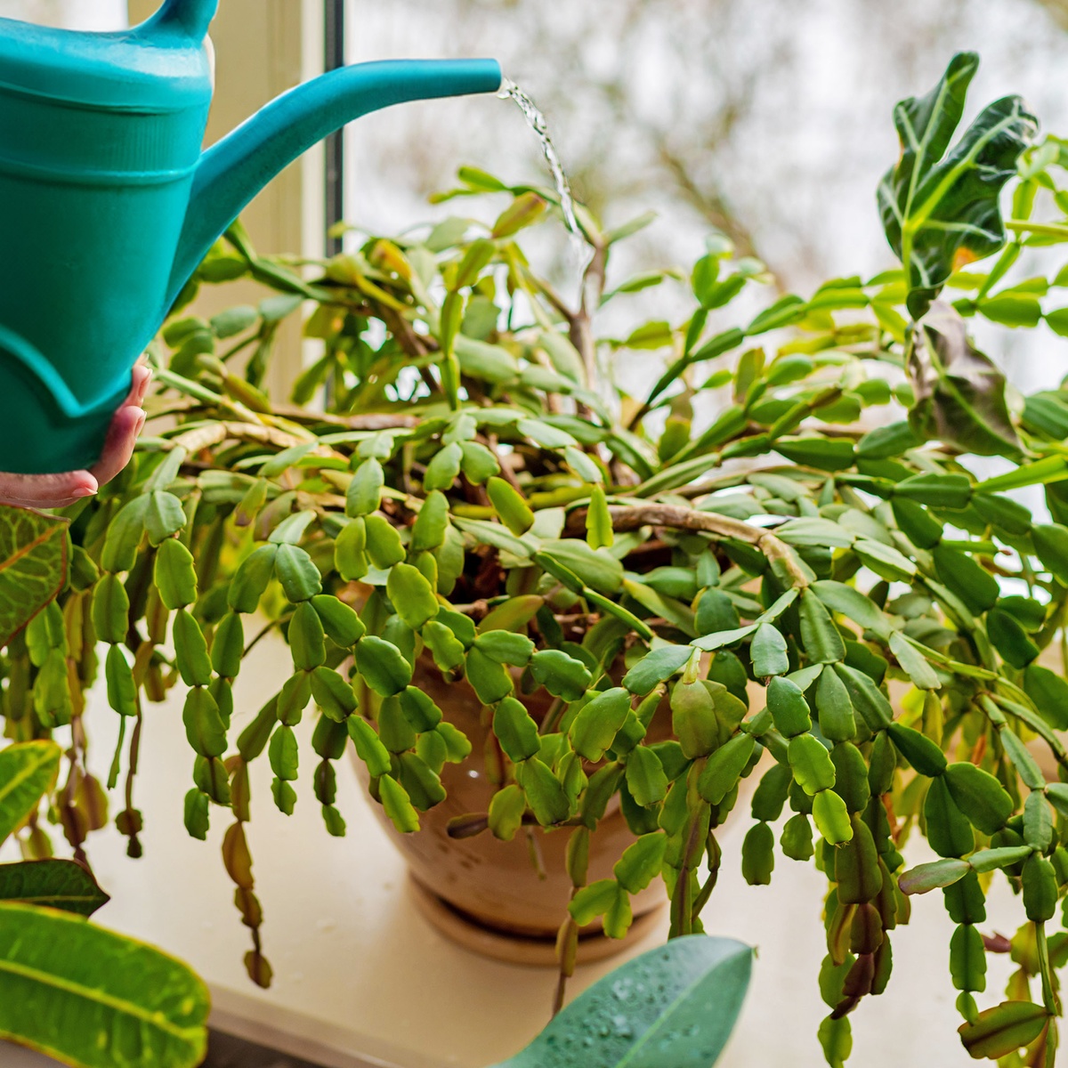 christmas cactus_3den Weihnachtskaktus mäßig gießen