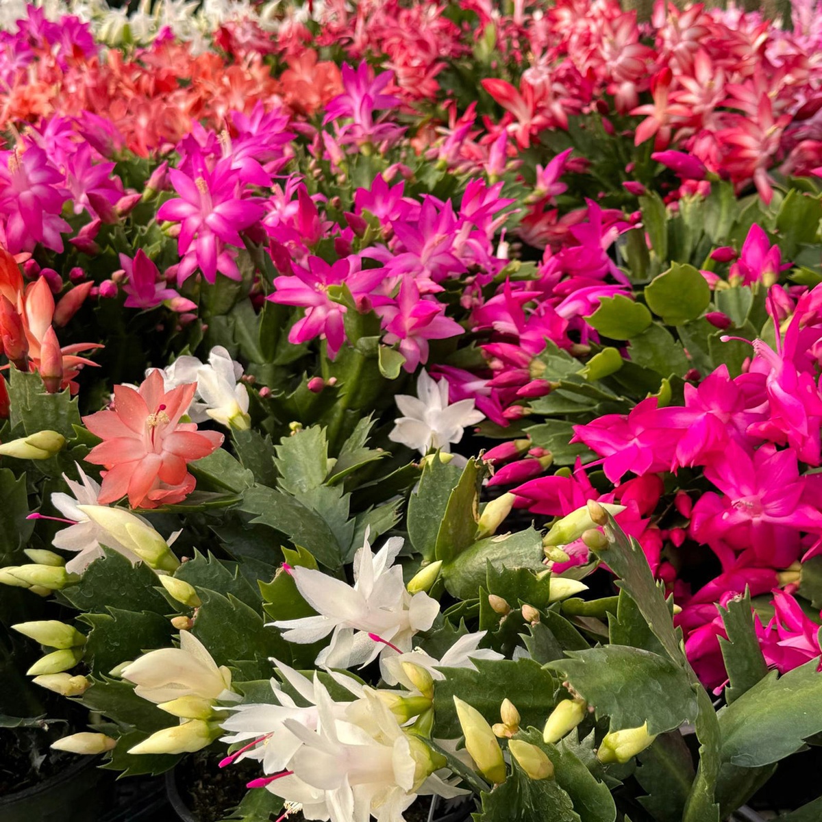 Weihnachtskaktus - ein Blütenmeer