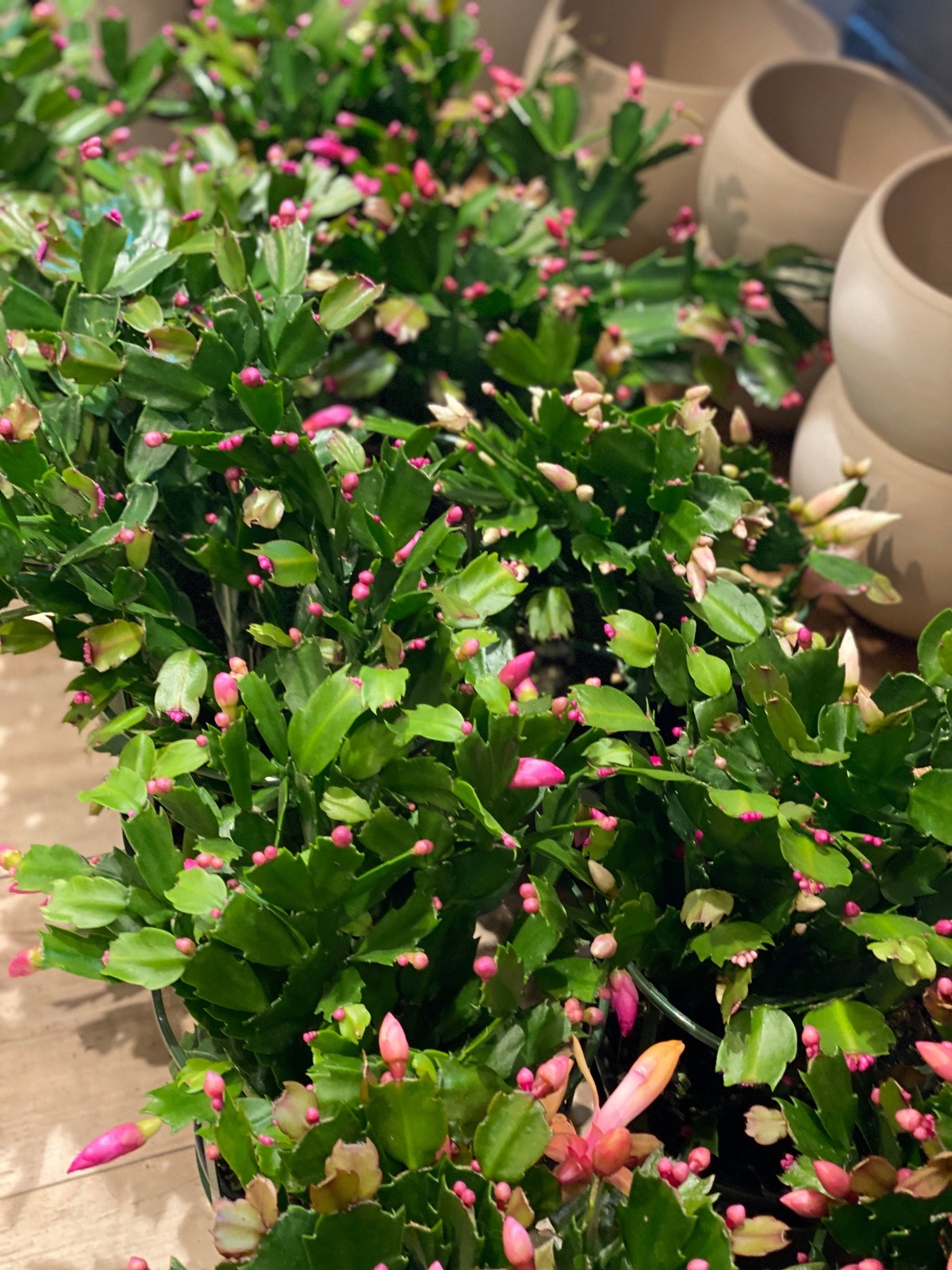 Weihnachtskakteen vor der Blüte