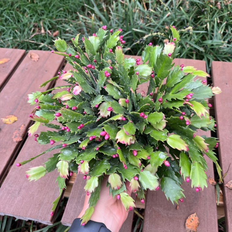 Weihnachtskaktus vor der Knospenbildung draußen