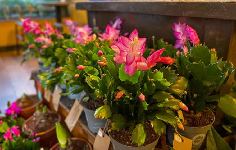 schöne Blüten im Blumengeschäft