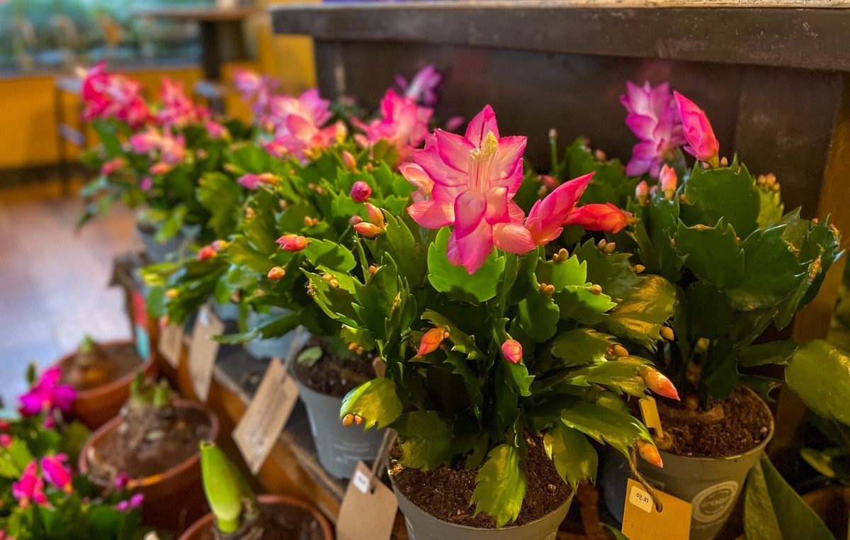 schöne Blüten im Blumengeschäft