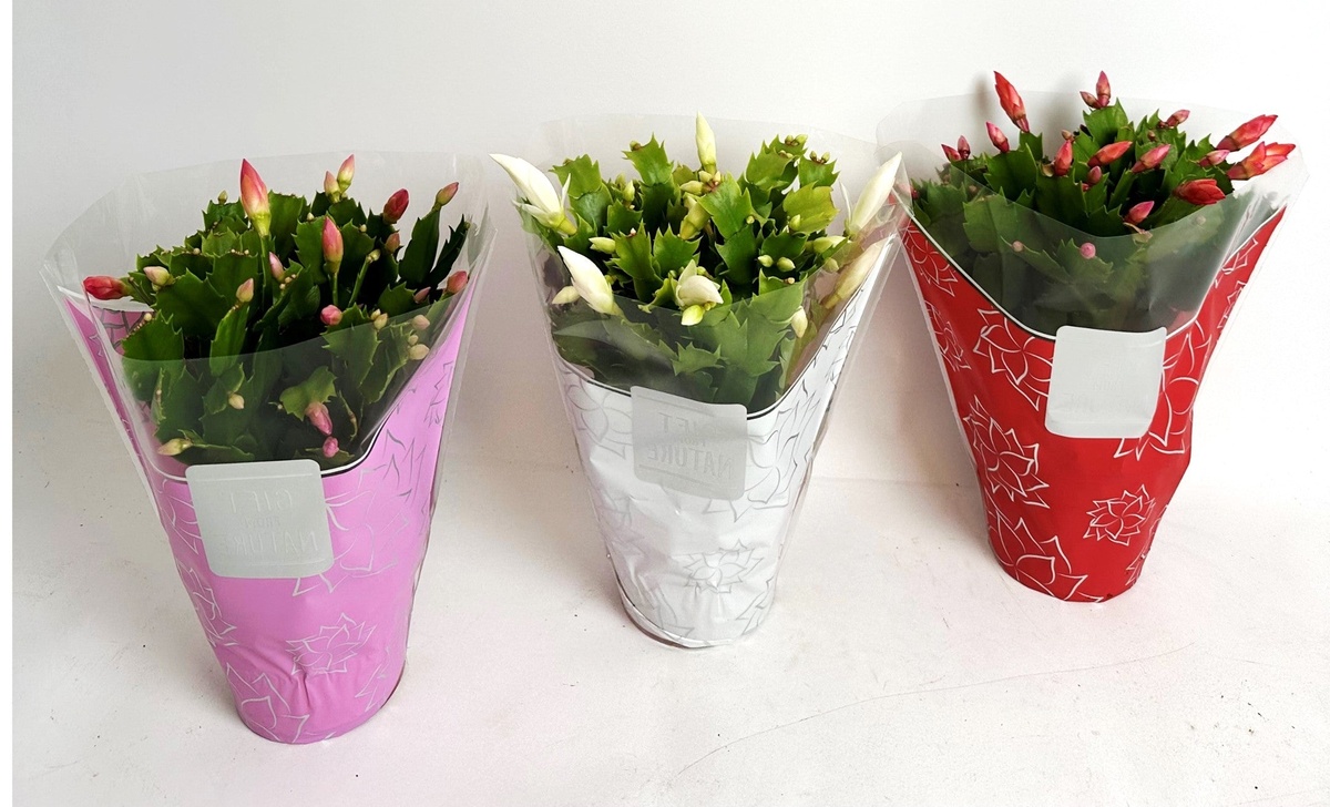 das beste Geschenk zu Weihnachten