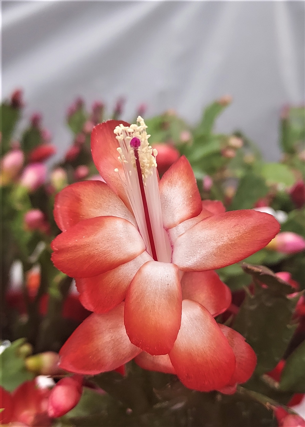 zarte wunderschöne Blüte