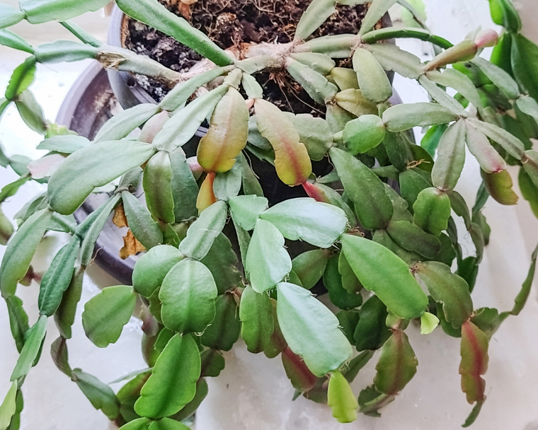 grüne Triebe der Pflanze ohne Blüten