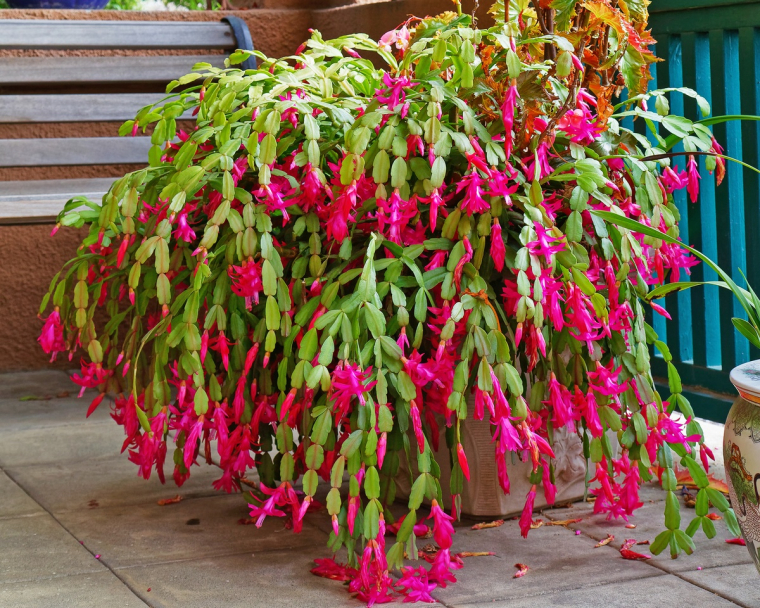 herrliche Blütenpracht im Dezember