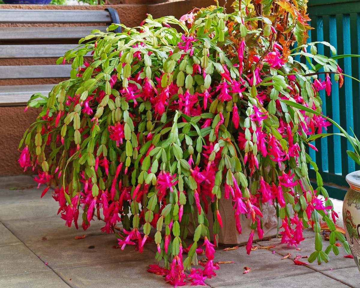 herrliche Blütenpracht im Dezember