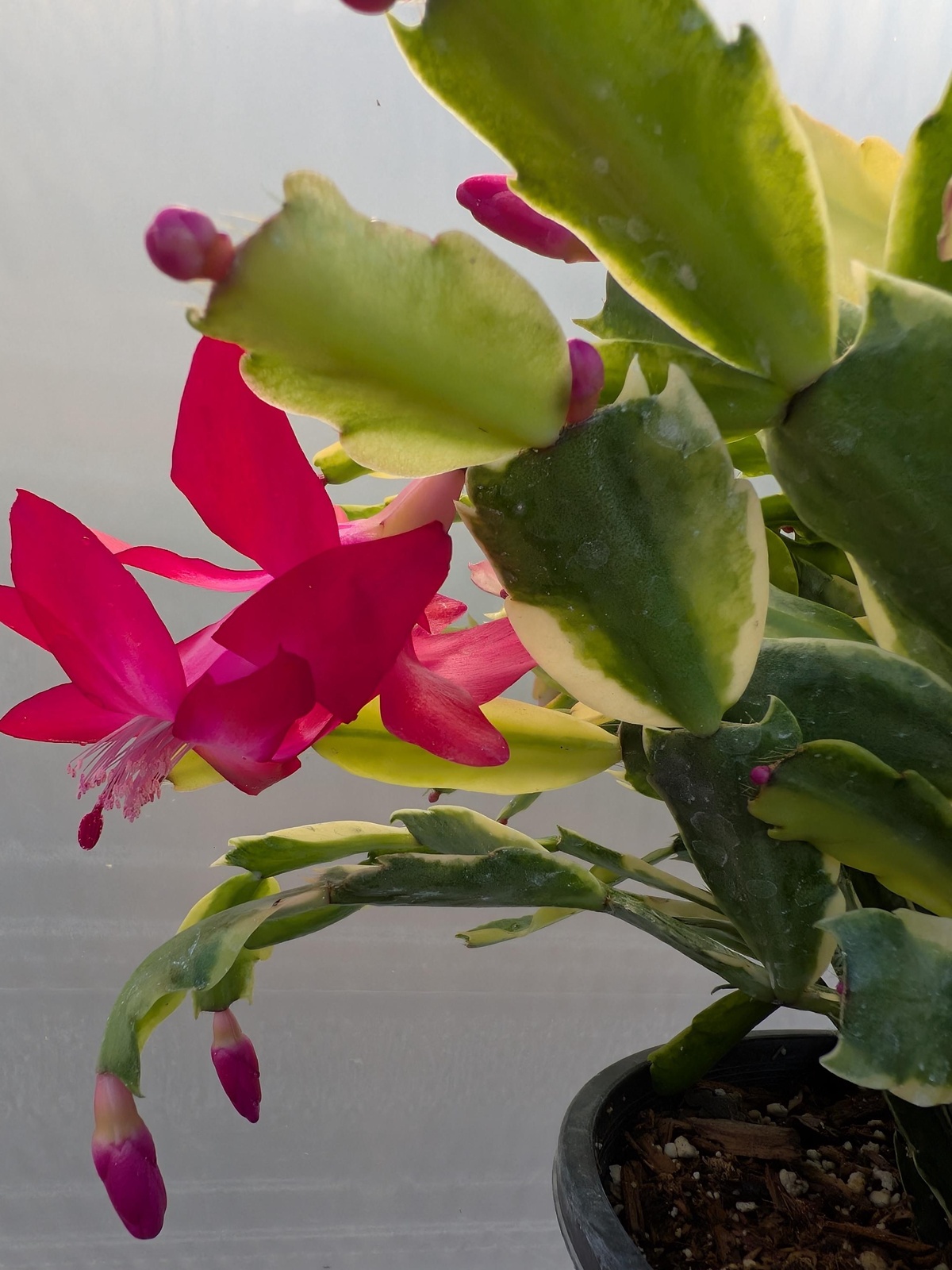 erste Knospen erscheinen Ende November