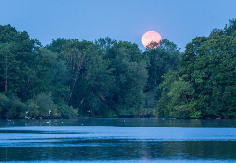 Supermond im Oktober über dem Wald