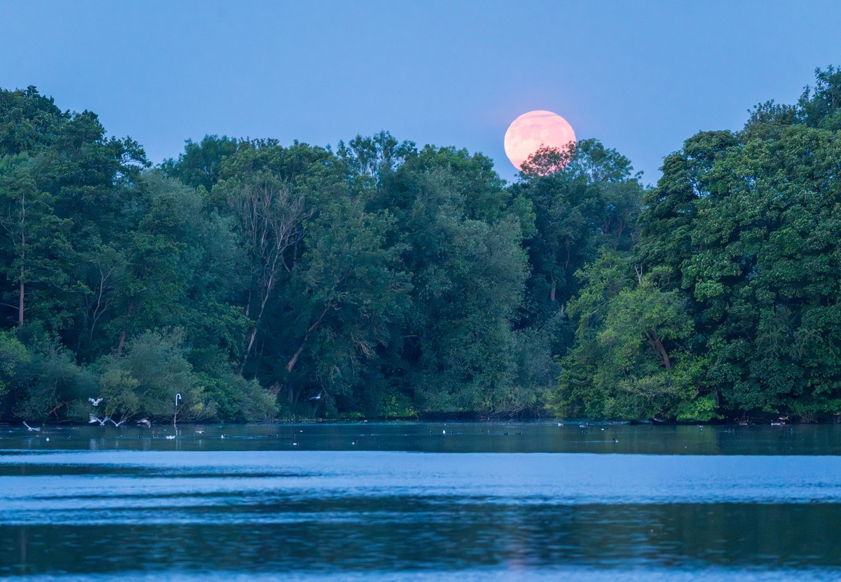 Supermond im Oktober über dem Wald