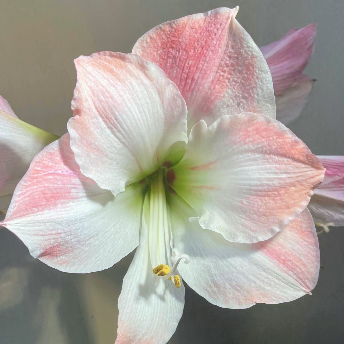zarte Blüten in blassem Rosa - Amaryllis 