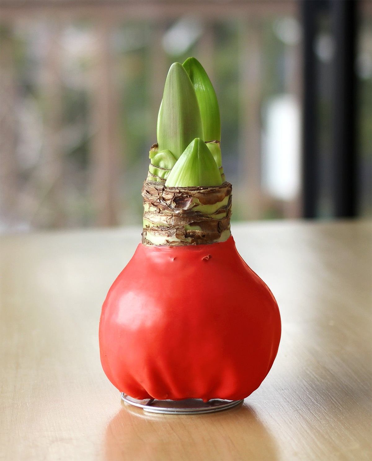 Von der Zwiebel wächst die schöne Weihnachtspflanze 