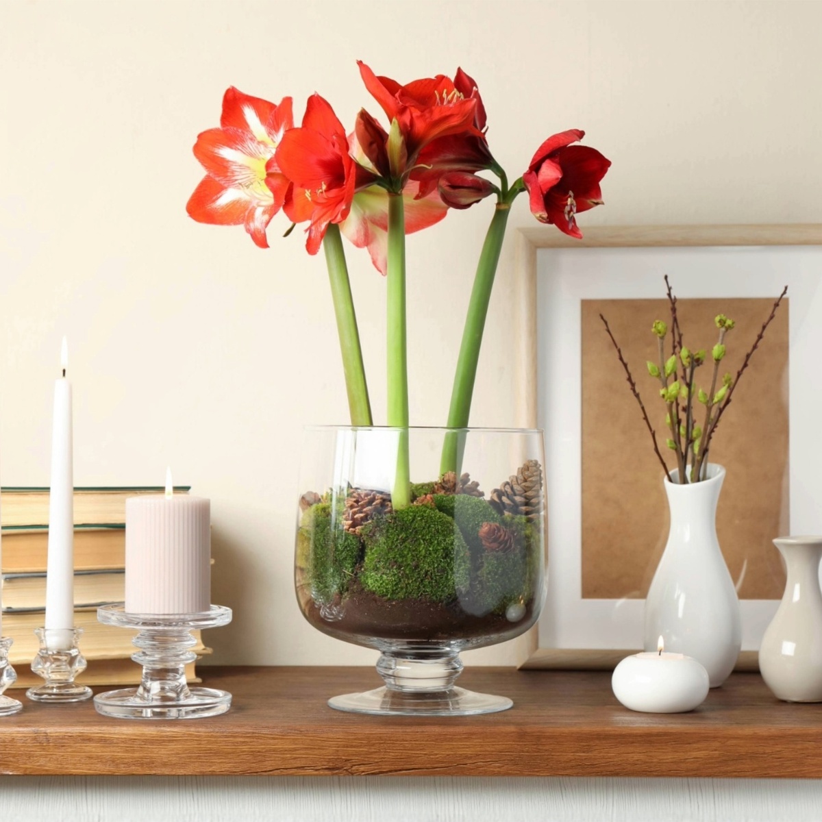 Amaryllis im Glas mit Moos und Zapfen 