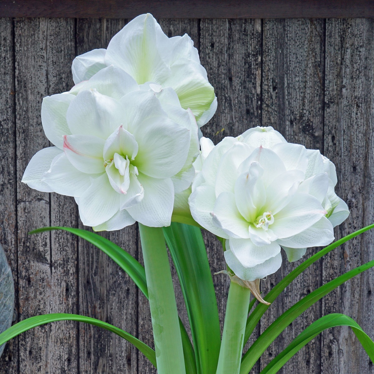 Amaryllis mit weißen Blüten - reine Schönheit