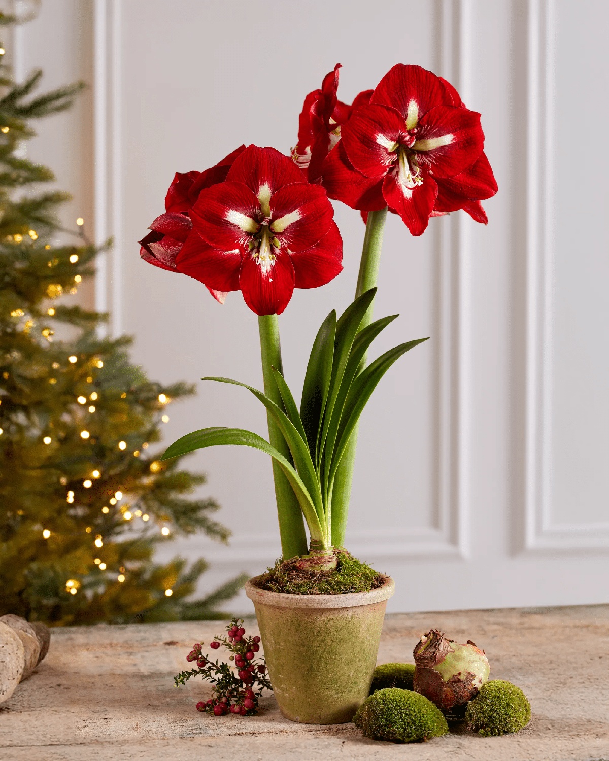 Die Amaryllis als Blickfang im Raum zu Weihnachten 