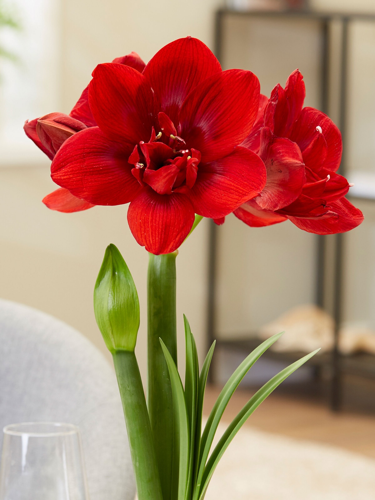 Amaryllis mit Roten Blüten - typische Weihnachtspflanzen 