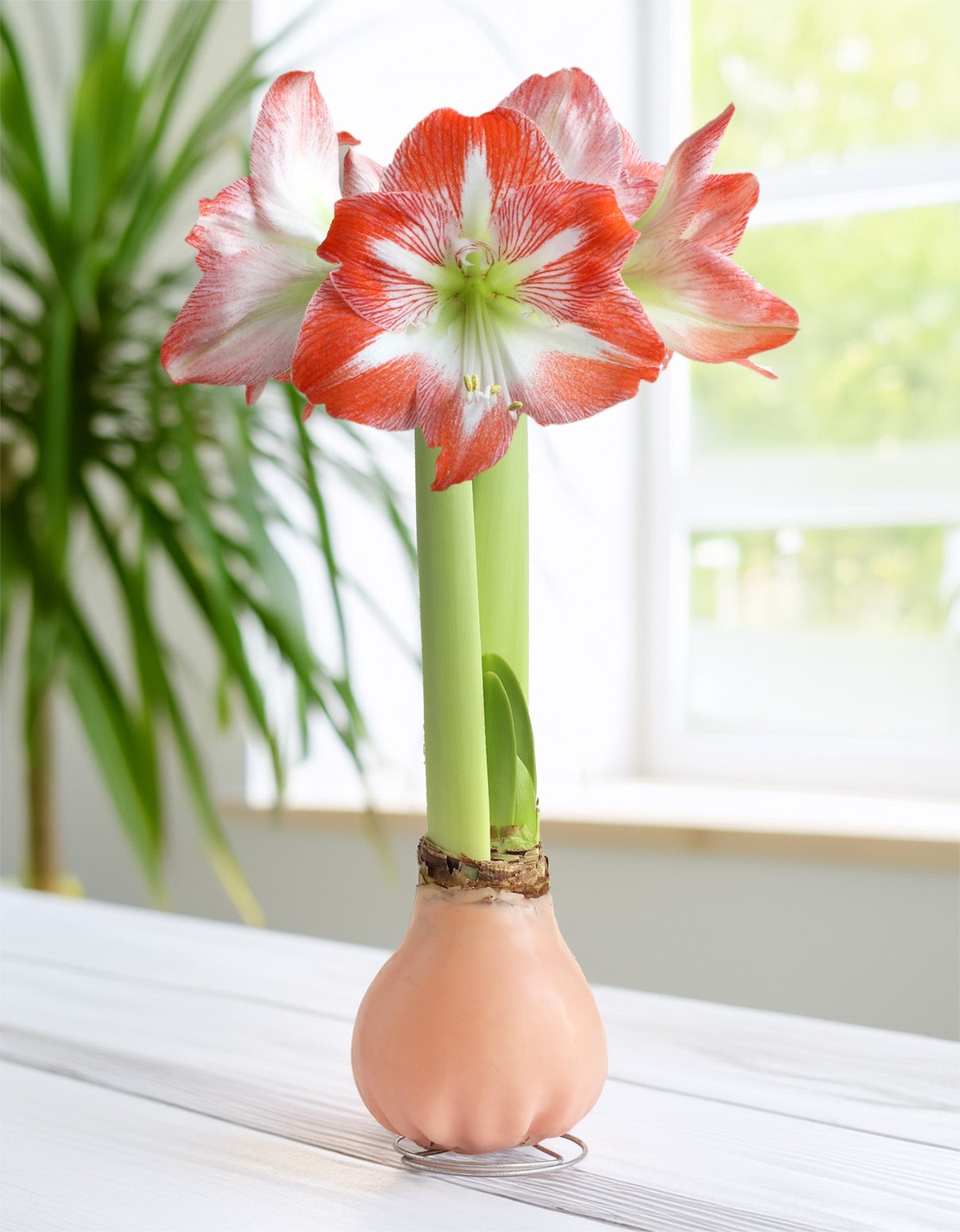 typische Zwiebelpflanze - Blüten in zwei Farben 