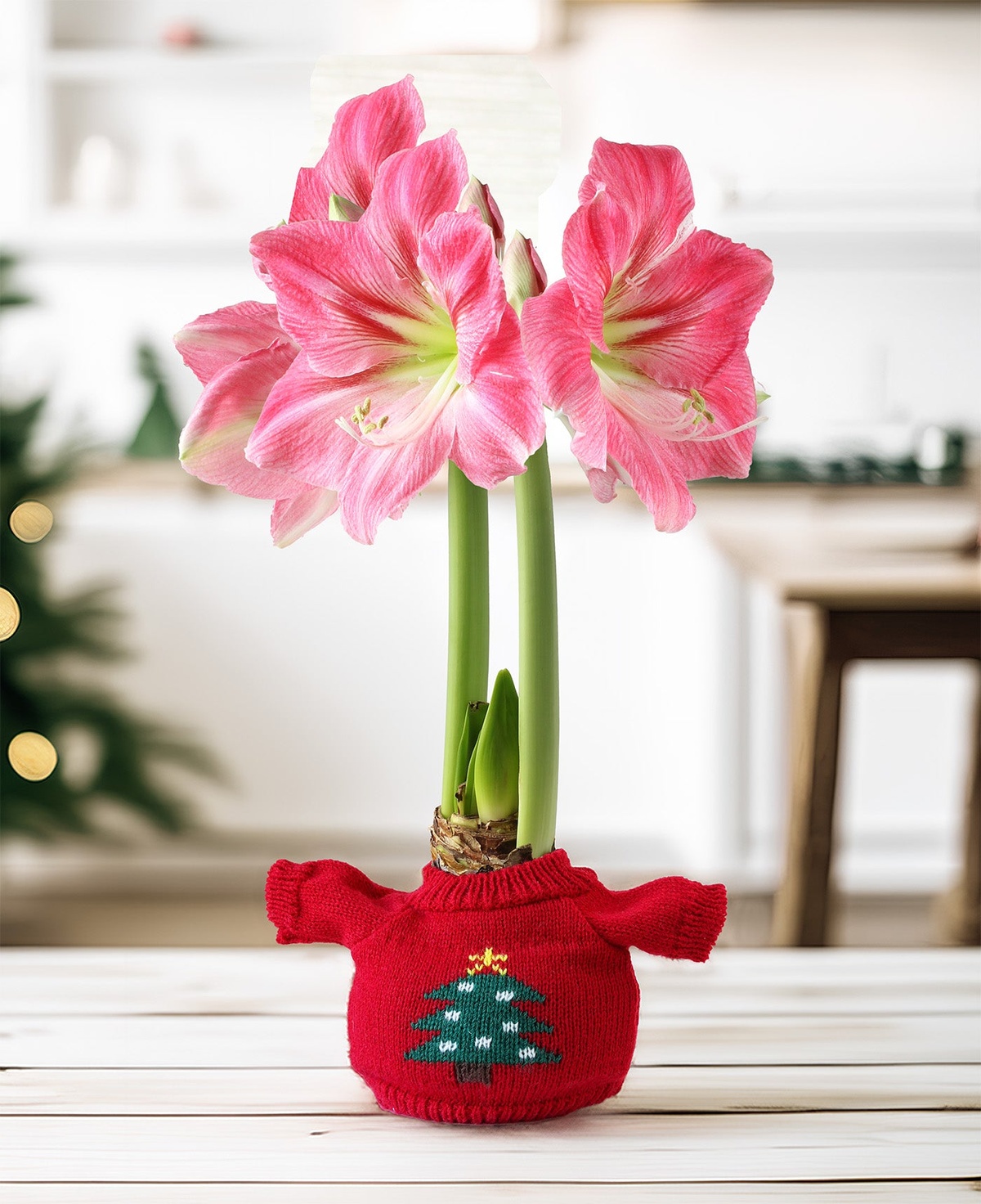 lustige Deko Idee mit Amaryllis - schöne Weihnachtspflanzen 