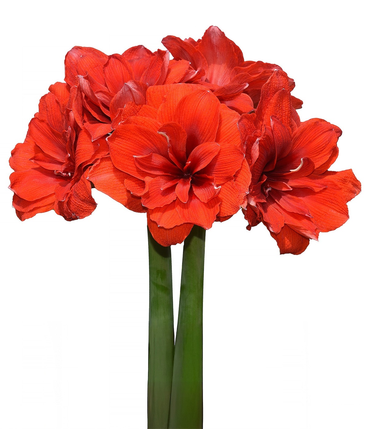 Amaryllis mit blutroten Blüten ist ein Hingucker