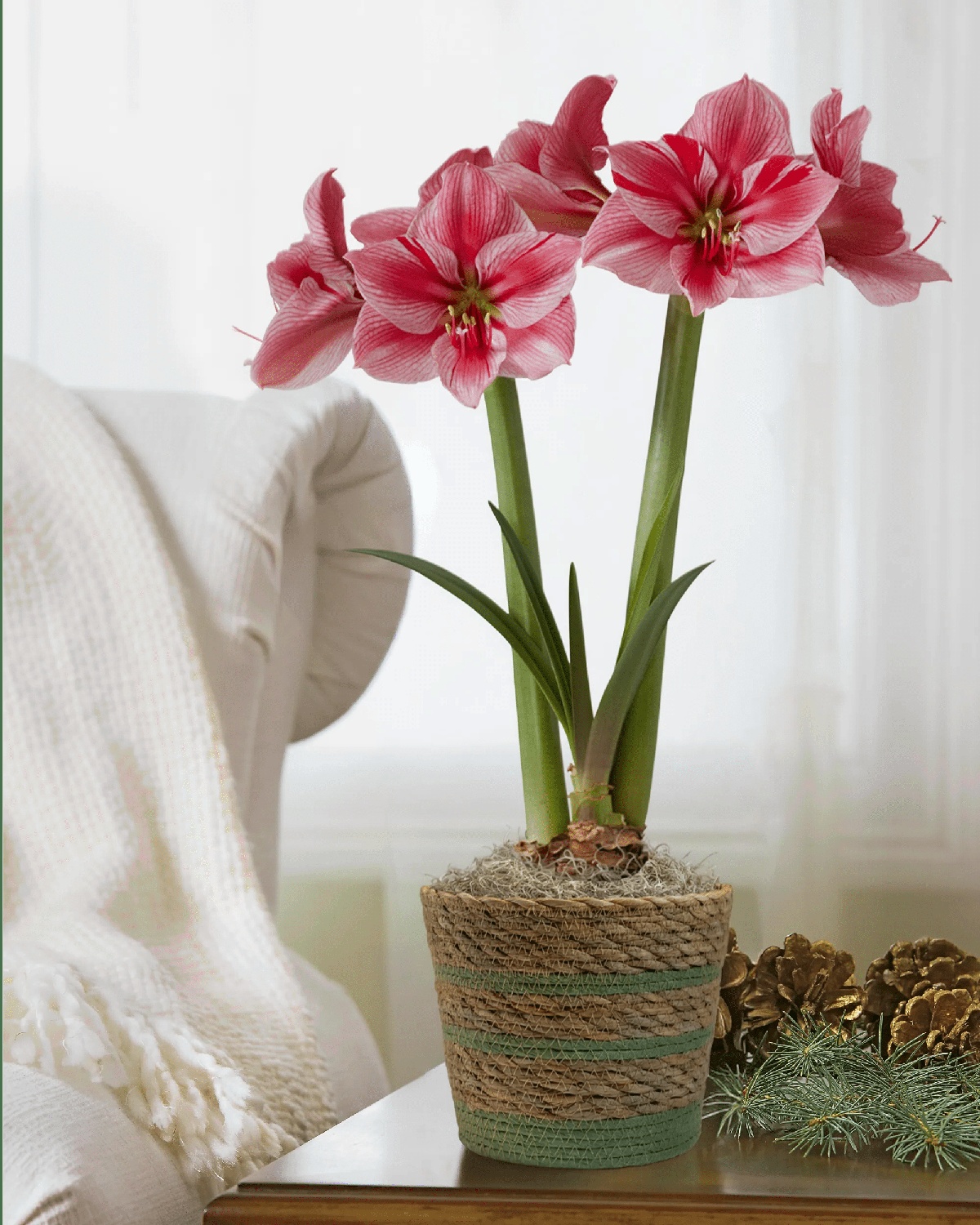 Amaryllis im Topf als Teil der Weihnachtsdeko 