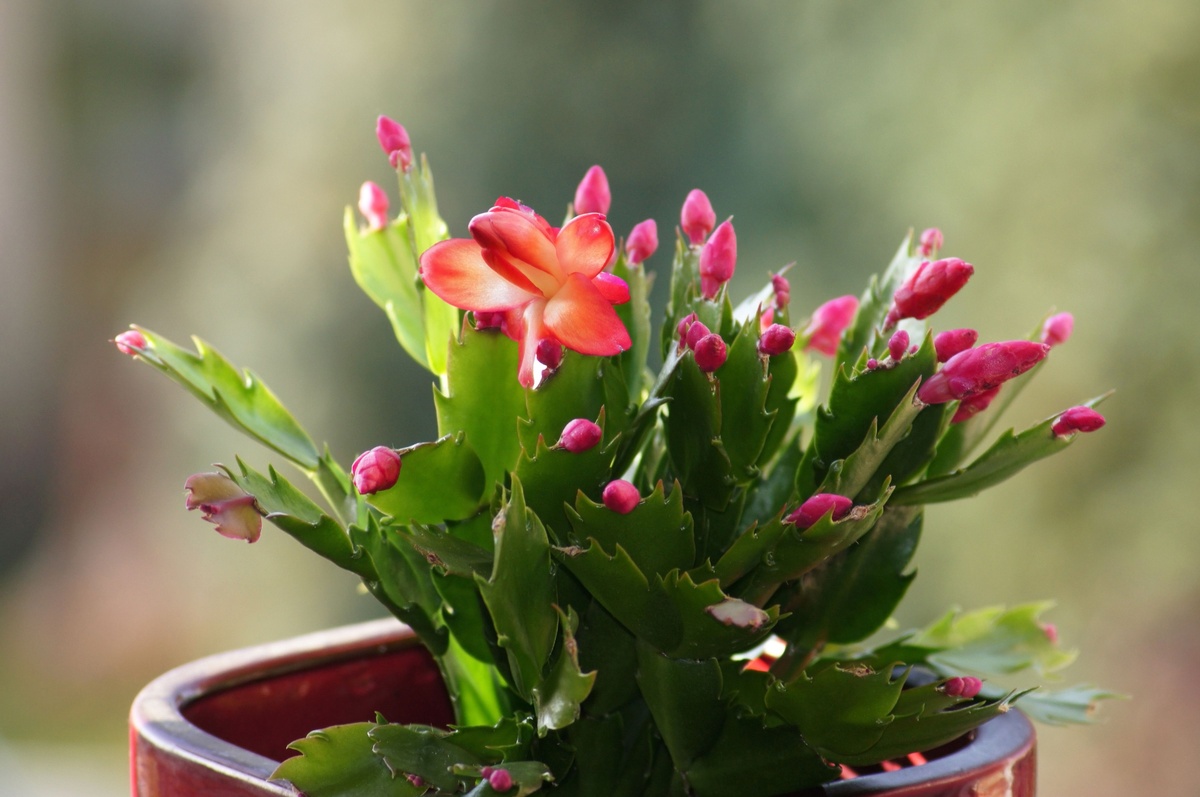 Weihnachtskaktus bildet Knospen und blüht zur Weihnachtszeit 