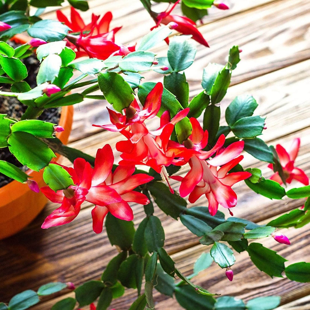 fantasievoll gemeisterte Blüten des Weihnachtskaktus 