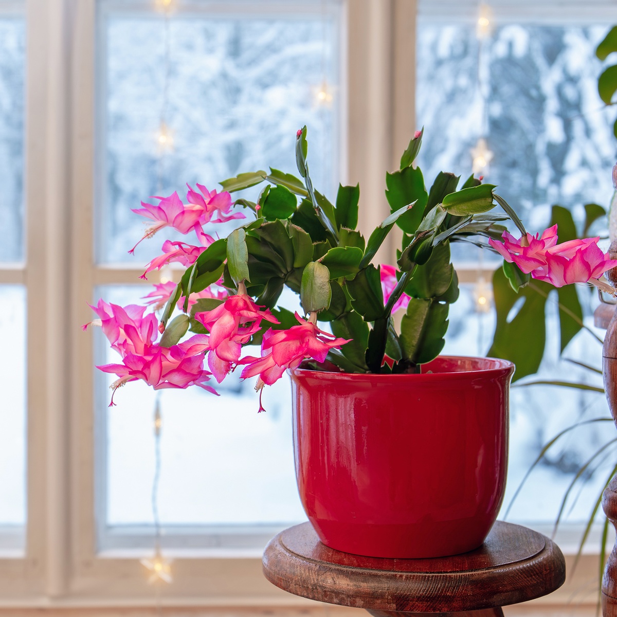 Weihnachtskaktus mit schönen rosa Blüten im roten Topf