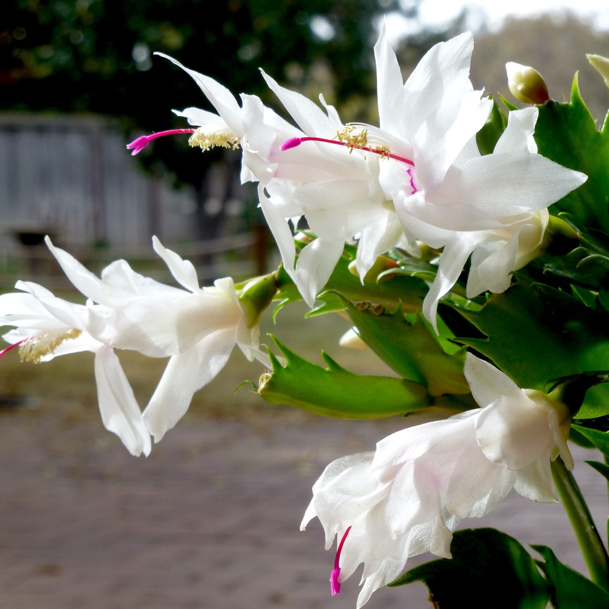 Weihnachtskaktus mit zarten weißen Blüten 
