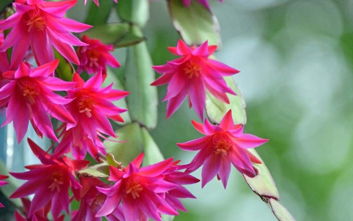 hängende Blütenpracht in Violett - blühender Weihnachtskaktus 