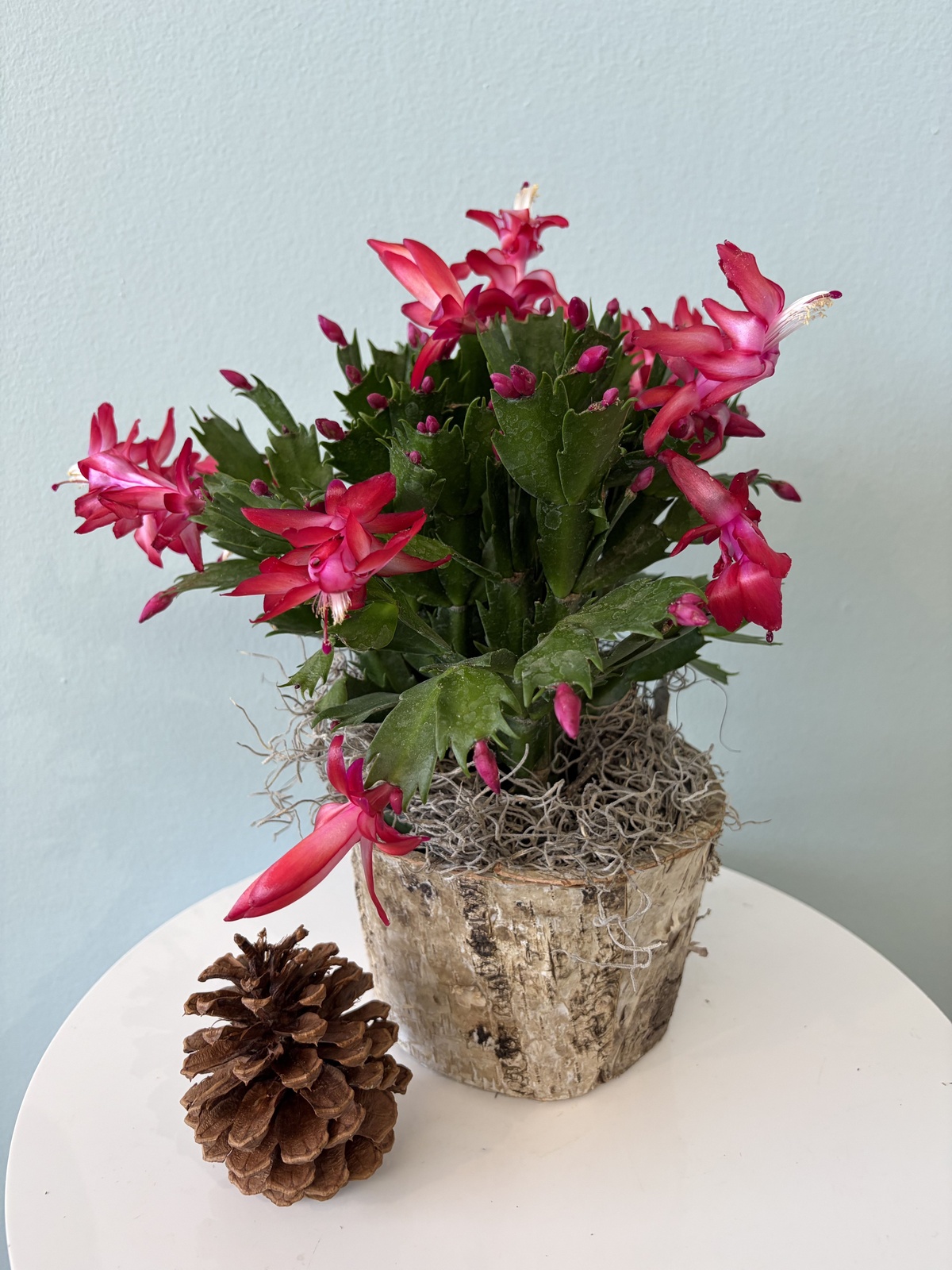 Weihnachtskaktus zählt zu den beliebten Weihnachtspflanzen 