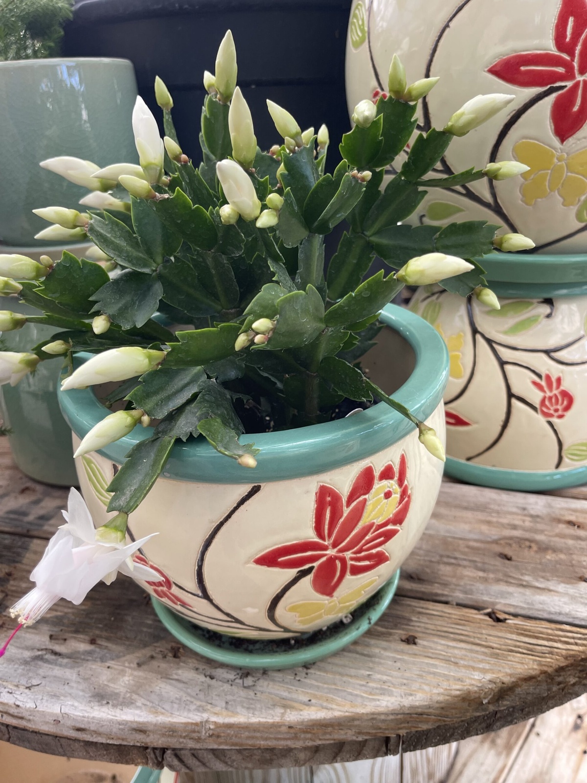 Weihnachtskaktus bildet Knospen und dann weiße Blüten 