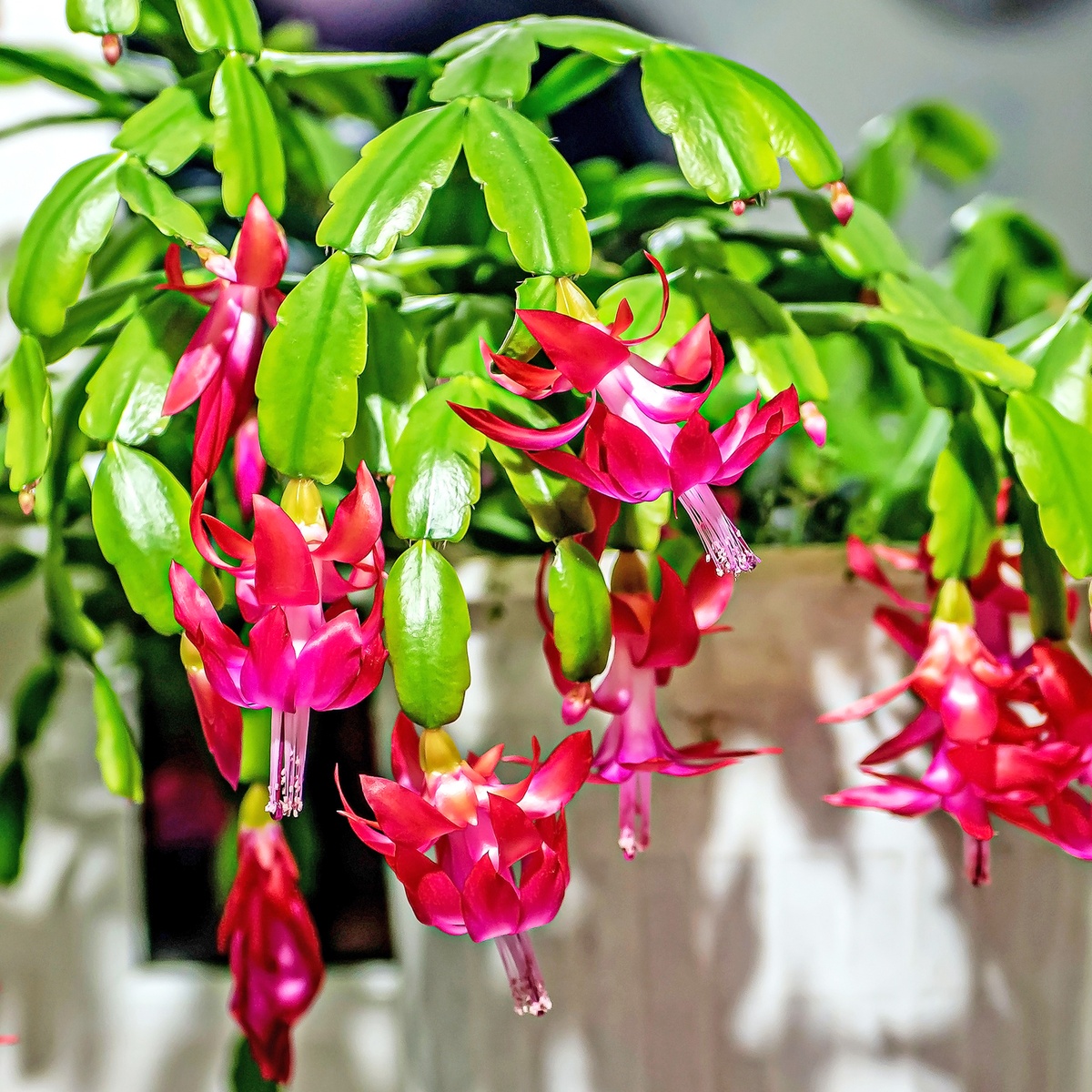 Der Weihnachtskaktus hat fantasievolle Blüten 