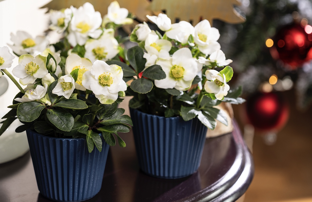 zwei Töpfe mit Christrosen als Teil der Weihnachtsdeko zu Hause