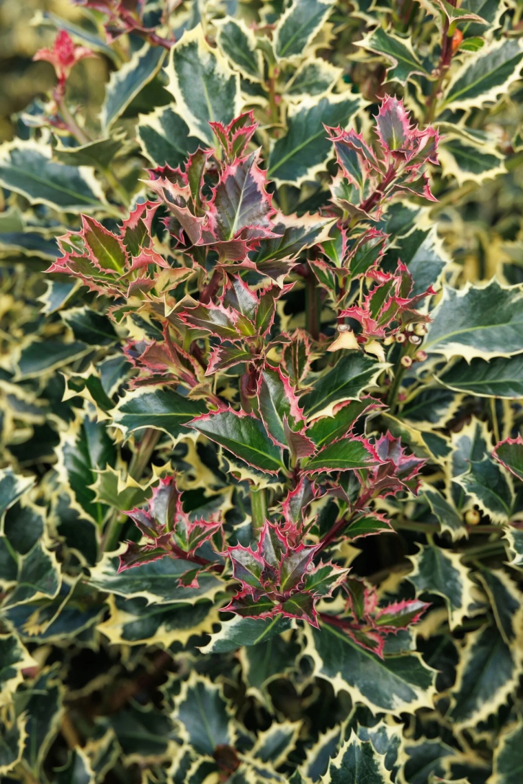 stachelige Blätter- typisches Merkmal der Stechpalme