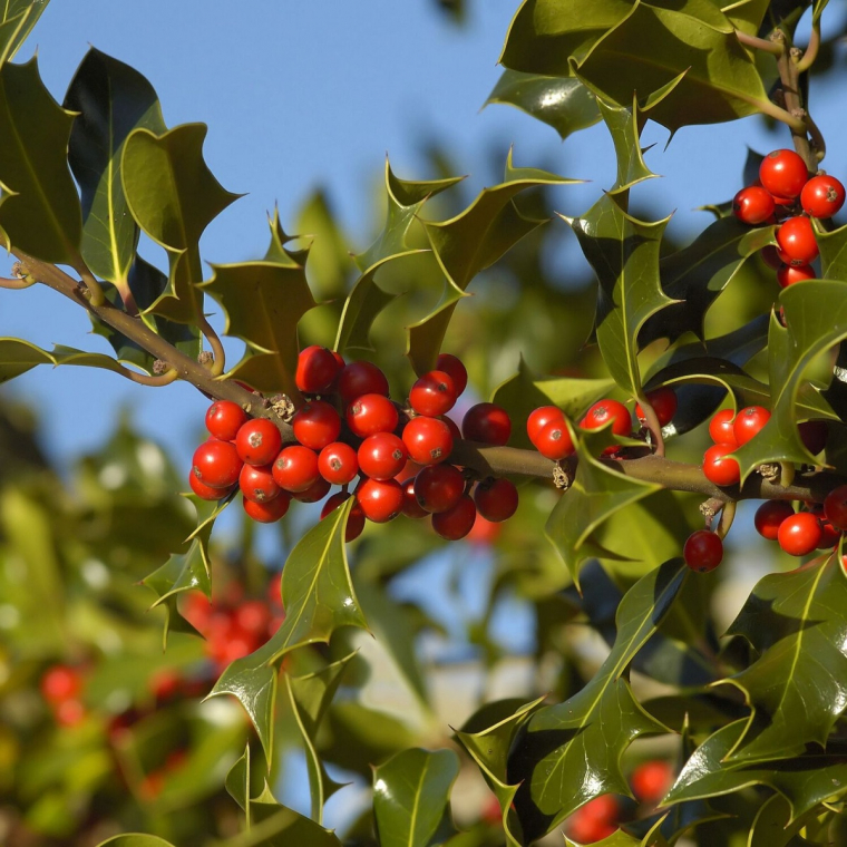 die kleinen roten Beeren sind giftig für Menschen