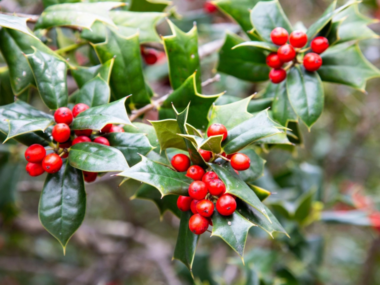 Im Winter fallen die roten Beeren der Stechpalme auf