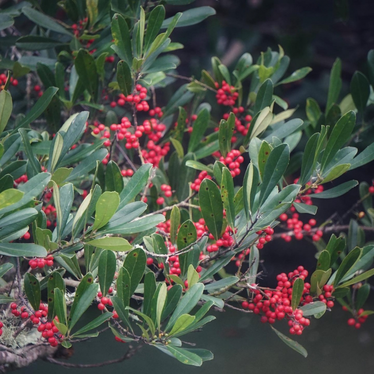 stachelige Blätter und rote Beeren - die Stechpalme