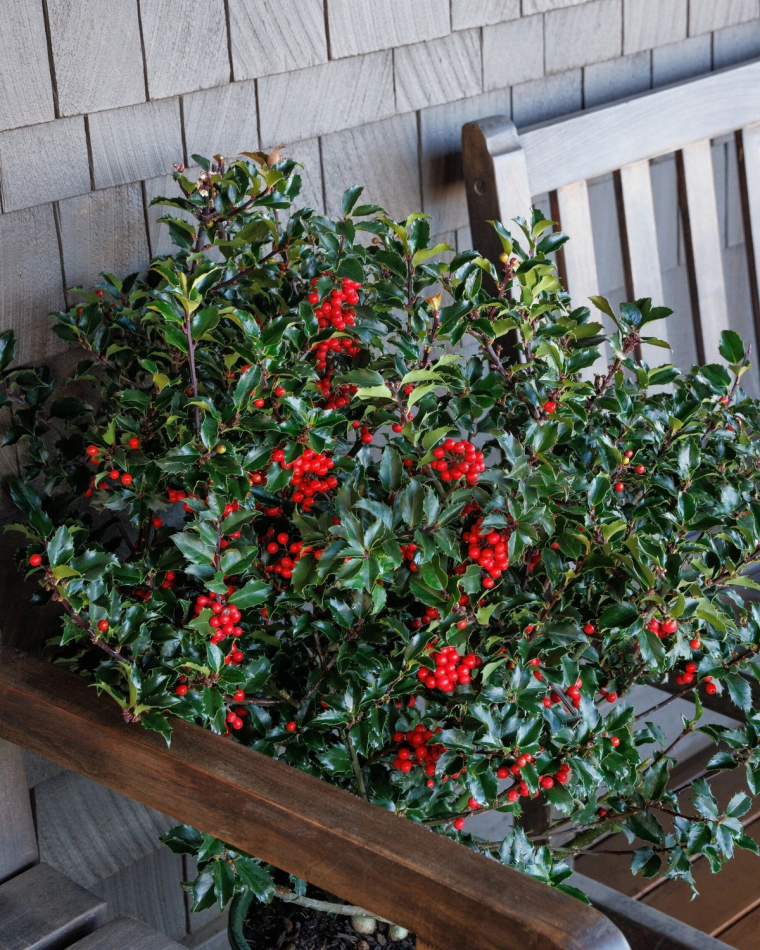 Stechpalme im Topf auf dem Balkon - Weihnachtspflanzen draußen