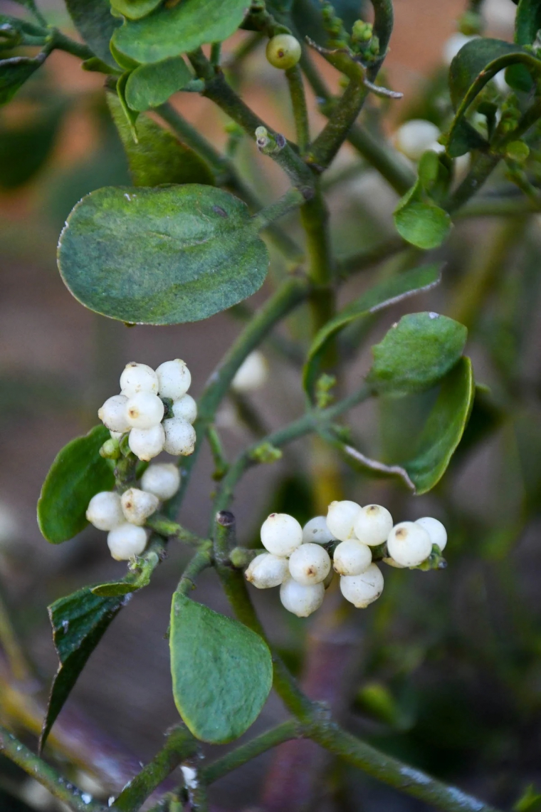 Misteln mit weißen Beeren - Weihnachtspflanzen draußen