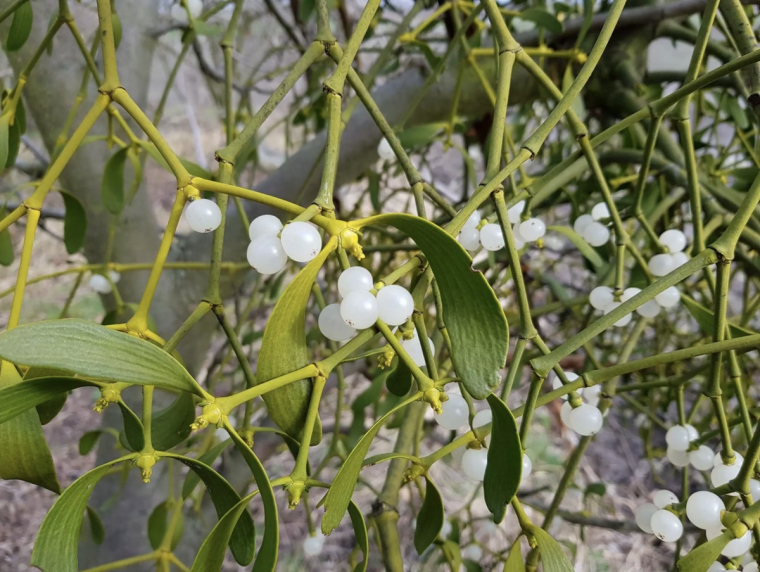 Mistelzweige mit kleinen weißen Beeren