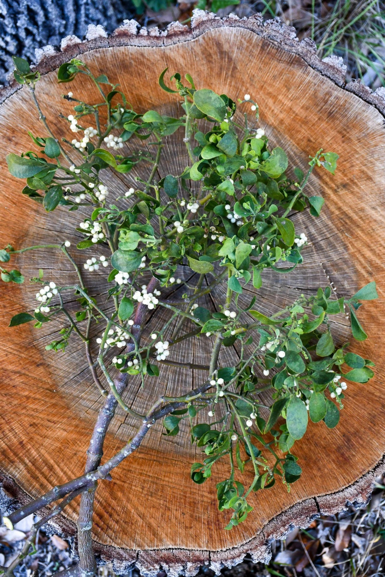Mistelzweige im weißen Beeren als Deko