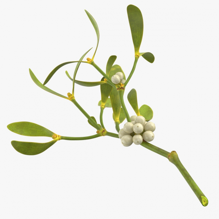 Mistelzweig mit kleinen weißen Beeren