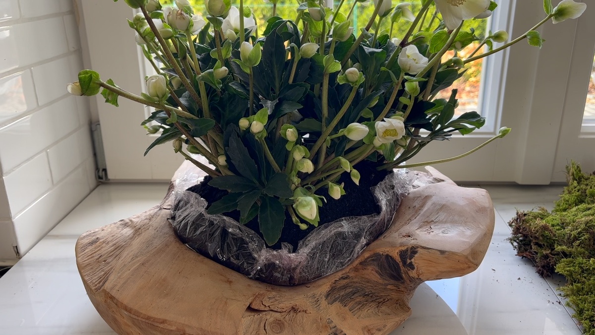 Christrosen im rustikalen Topf pflegen