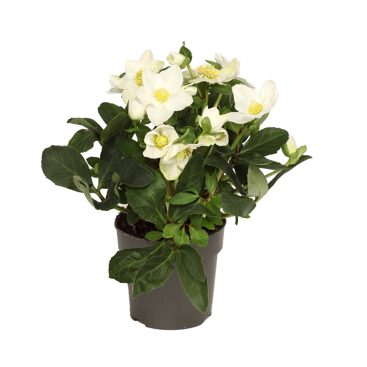 Christrosen im Topf vom Blumengeschäft