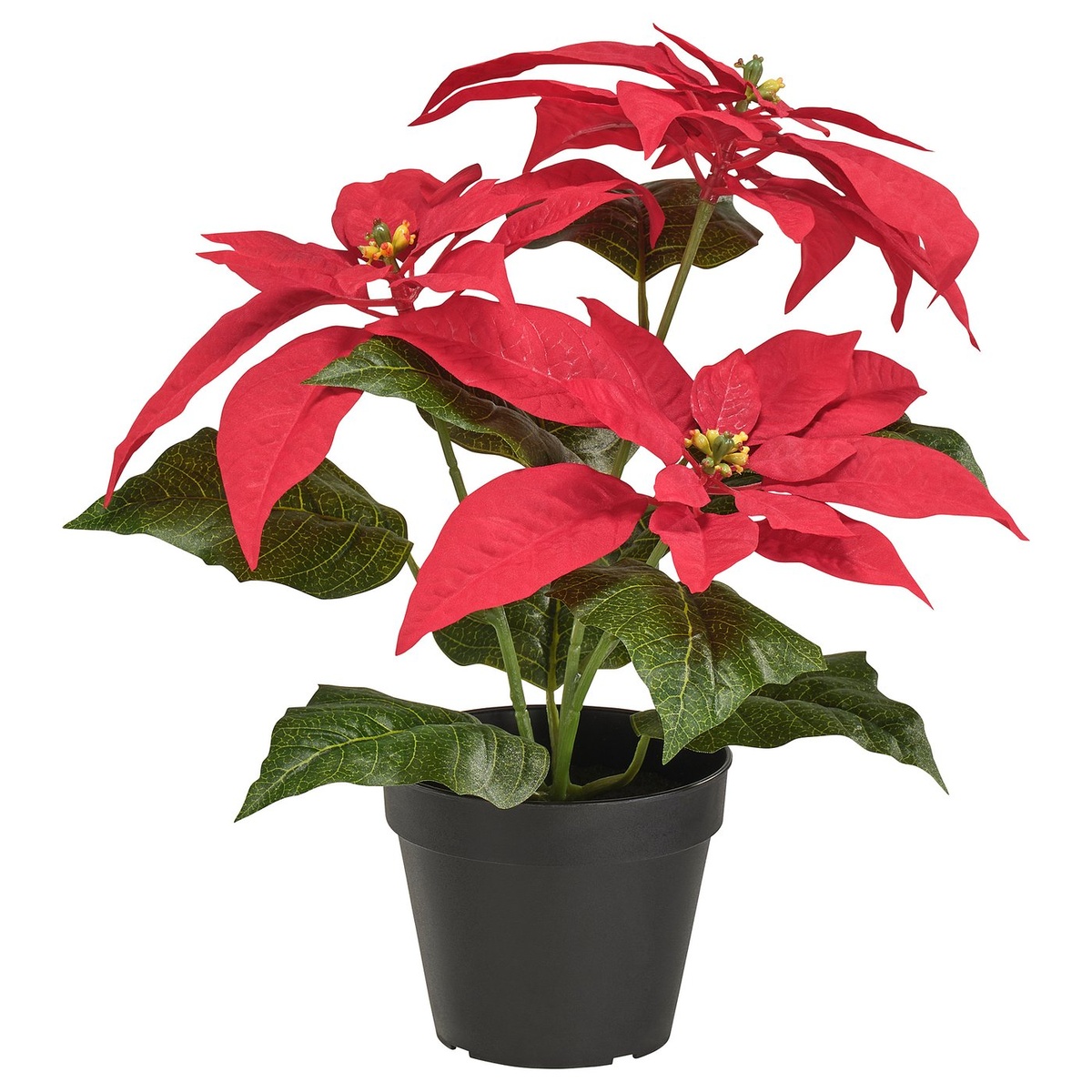 Weihnachtsstern im Topf - schöne Weihnachtspflanzen 