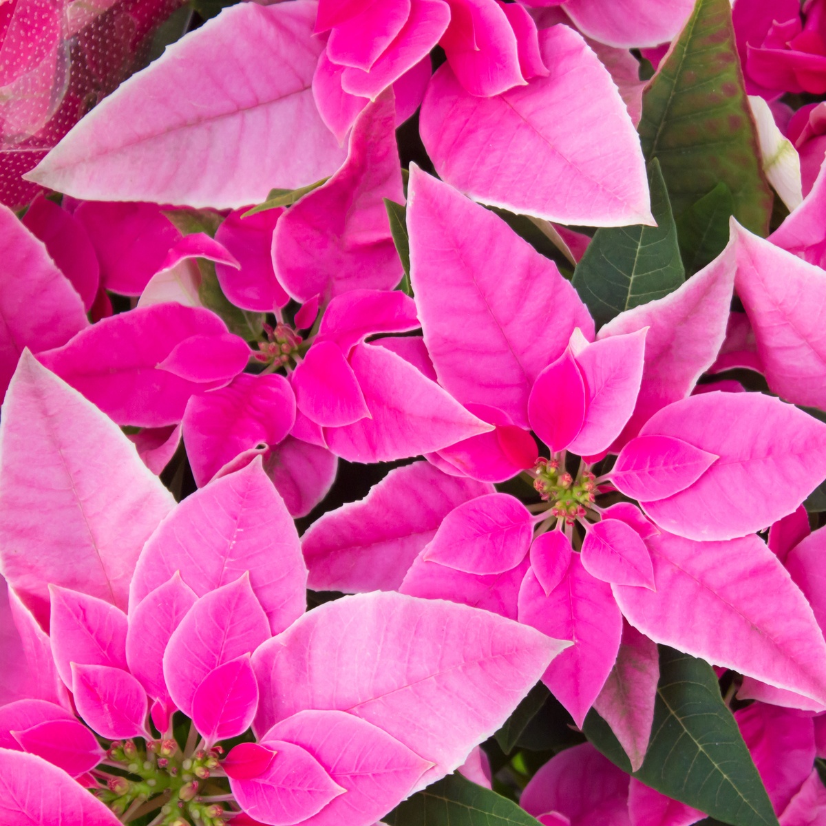 Weihnachtsstern mit Hochblättern in rRosa 