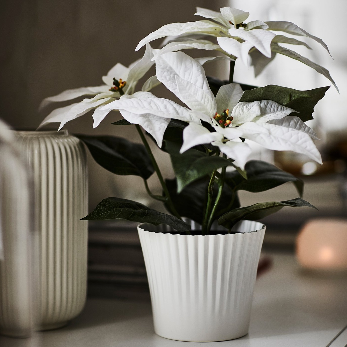 Weihnachtsstern mit weißen Hochblättern im weißen Topf 